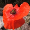 Coquelicot